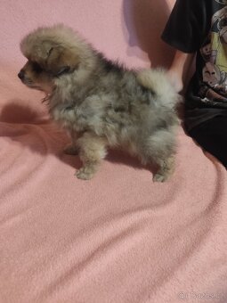 Štěňátka špic pomeranian - 4
