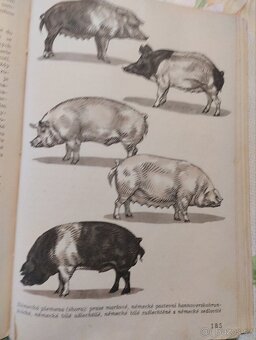 Domácí zvířata - 4