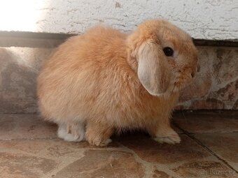 Volná samička - Anglický Zakrslý Beránek MiniLop🍑🧡 - 4