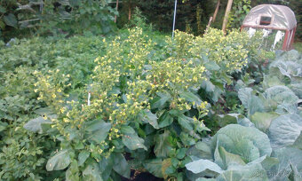 Selský tabák semínka + ostatní - 4