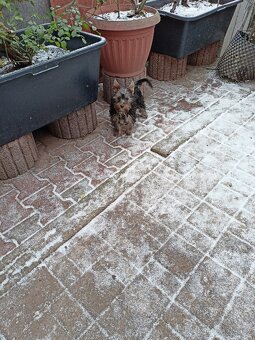 Jorkšírský teriér s PP - 4