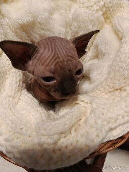 Kanadský sphynx - 4