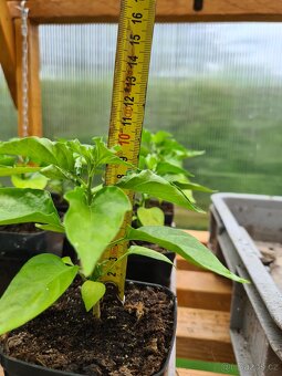 Sazenice Habanero - 4