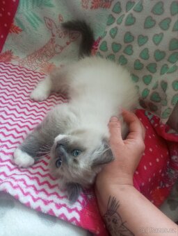 Ragdoll s PP - 4