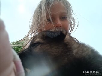 Německý ovčák štěňata - 4