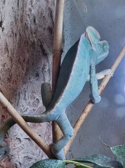 Chameleon jemenský - 4