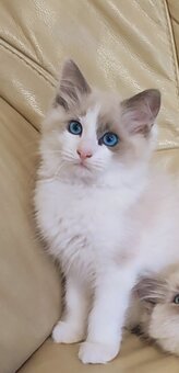 Ragdoll koťátka - 4