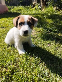 Jack Russell teriér - 4