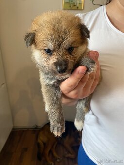OVČAK křižený AKITA INU - 4