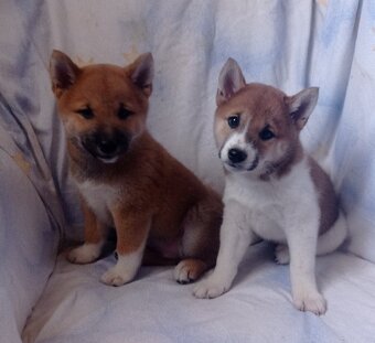 Shiba inu - 4