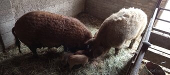 Mangalice čistokrevná selátka - 4