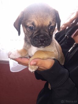 Štěňata Mops > s pinčem - 4