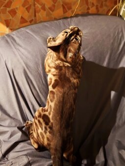 BENGÁLSKÁ KOČKA - kočička s PP - 4