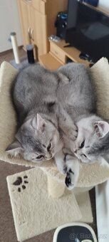 Britská koťátka činčila, bez P.P - 4