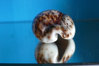 Cypraea tigris -freak - 4