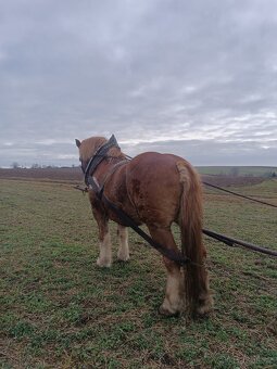 Chladnokrevnik polsky - 4