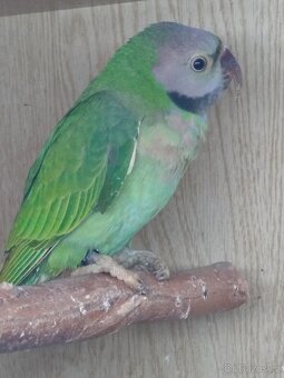 Alexandr růžový vousatý - 4