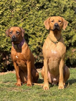 Přijímáme rezervace na štěňátka Rhodéský ridgeback s PP - 4