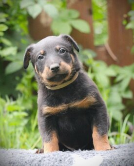 Beauceron s PP - 4