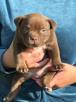American bully s PP - 4