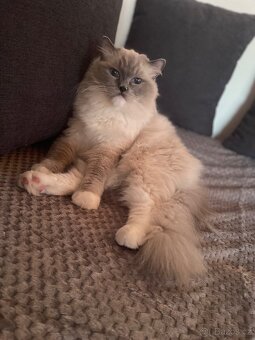Ragdoll a britská - 4