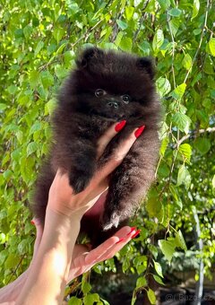 Pomeranian s PP - 4