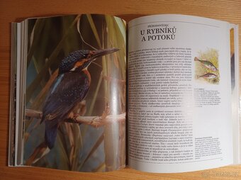 Amatérský přírodovědec, Gerald a Lee Durrell, jako nová - 4
