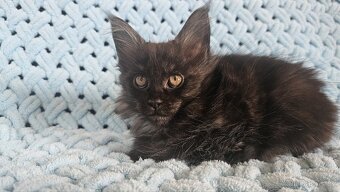 Mainská Mývalí - 4