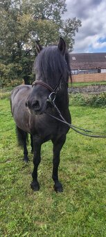 Huculský hřebec - 4