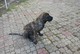 NĚMECKA DOGA X CANE CORSO - 4