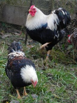 Wyandotka zdrobnělá lososová - 4