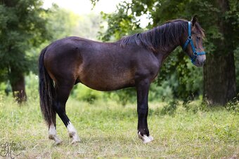 Stáj Zámek Ellischau - hřebec WPBr nar.2024 - 4