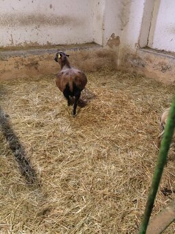 Prodám ovce kamerunské - 4