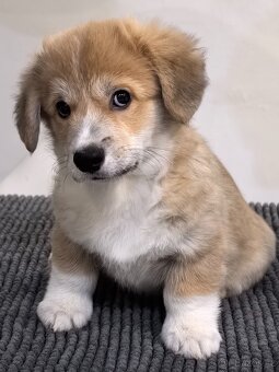 Welsh Corgi Pembroke s PP - 4