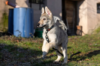 Československý vlčák s PP - 4