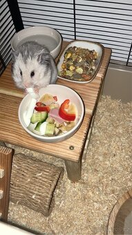 Křeček Syrský - 4