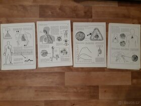 Biologie člověka v obrazech - 4