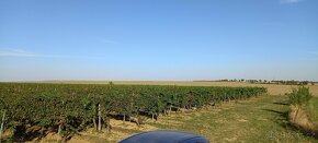 Vinici 2,6h. ( bio produkce) - 4