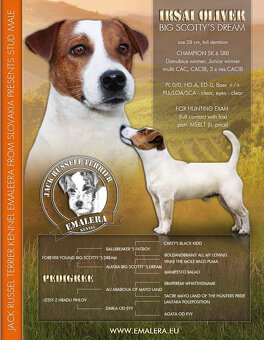 štěňata Jack Russell teriéra s PP - 4