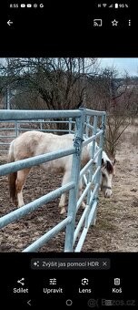 Pony valach wpbr 2023 - 4