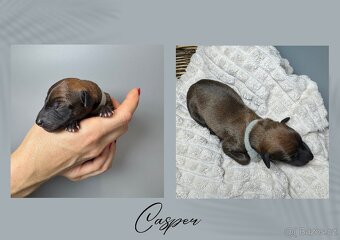 Štěně chrt/whippet/vipet s PP - 4
