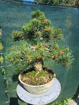 Bonsai,bonsaj Borovice Drobnokvètá - 4