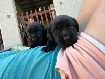 Labradorský retrívr - 4
