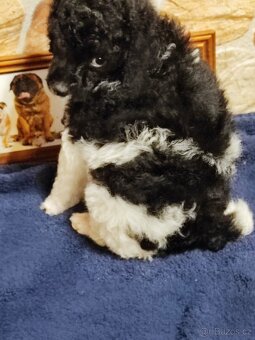 Pudl trpasličí s P.P. - 4