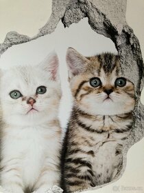 Tapeta na zeď kočky - 4