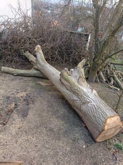 Orech kmen stromu - 4