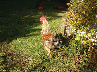 Prodám kohouta, kohoutky do chovu - 4