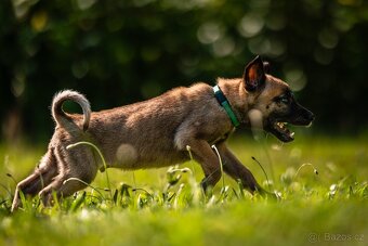 Belgický ovčák - Malinois s PP - 4