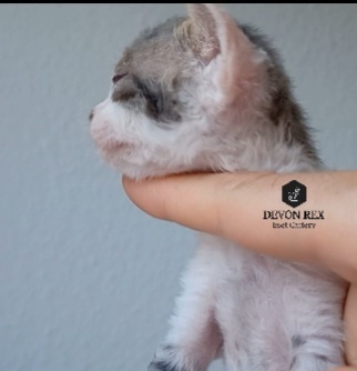 Devon rex - 4