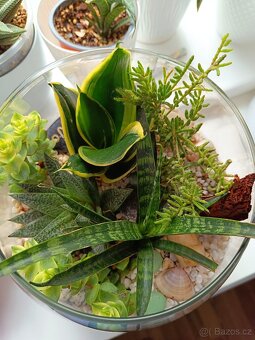Florarium/Kompozice ze sukulentu ve vaze - 4